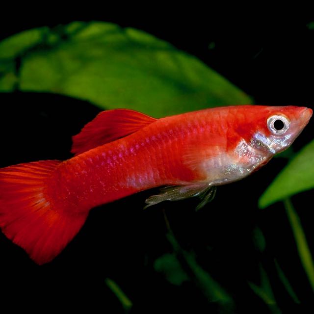 Guppy coral red
